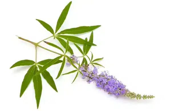 Niepokalanek pospolity